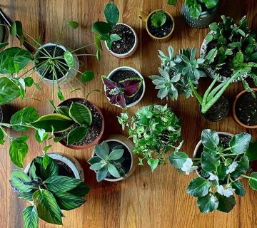 گیاهان آپارتمانی محبوب