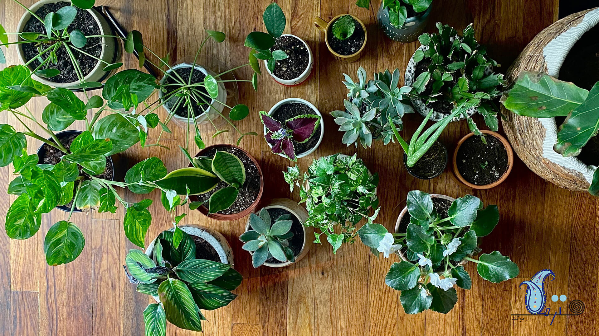 گیاهان آپارتمانی محبوب